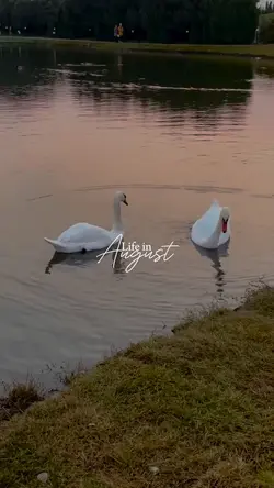 Life in August 