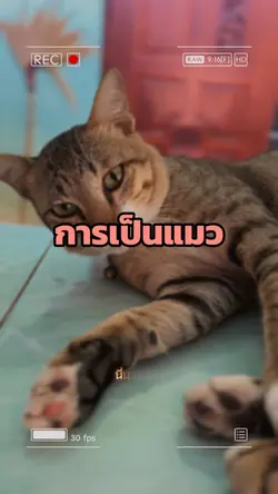 การเป็นแมว