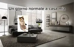 Cats meme 