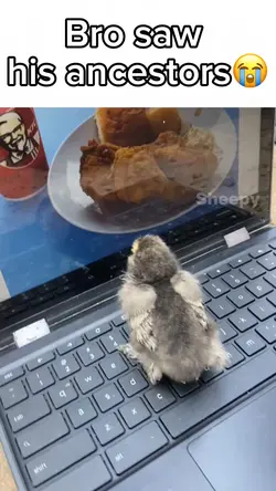 Poor Chicken