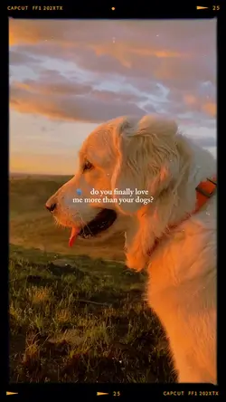 Dog love