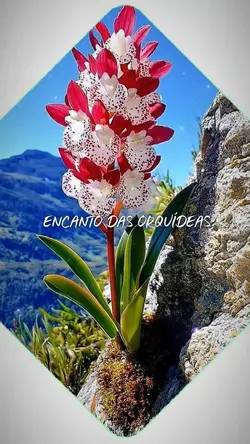 Orquídeas