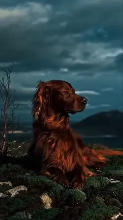 < DOG - 🐕 