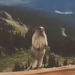 発狂するビーバー