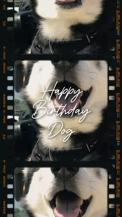 Birthday dog วันเกิด