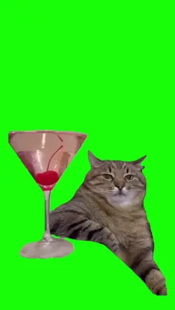 bar cat meme 