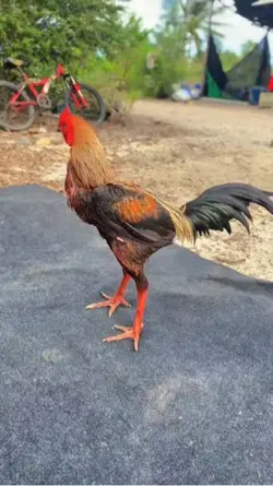 ไก่ชน