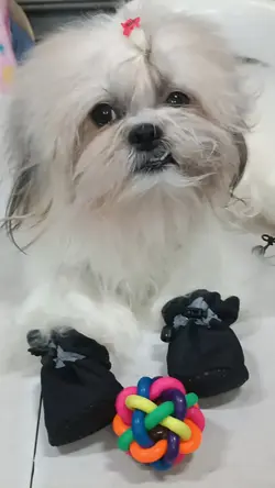 dog shoes