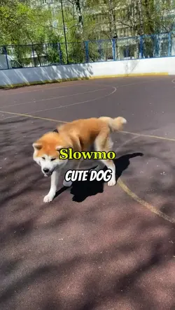 Slowmo Cute Dog