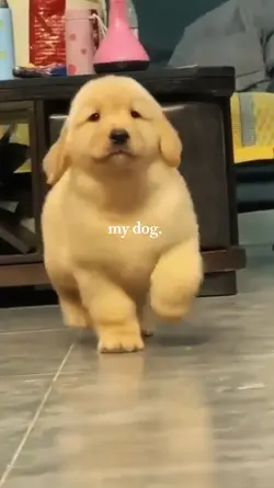 dog. 