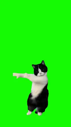dancing cat