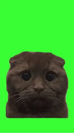  Chat mignon 