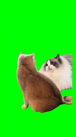cat meme angry viral