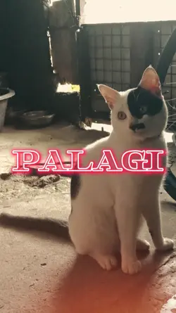 PALAGI 