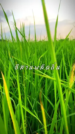 เสียงพิณอีสาน