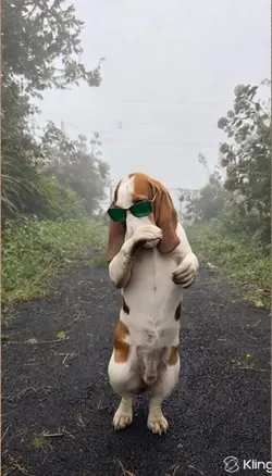 dancing dog