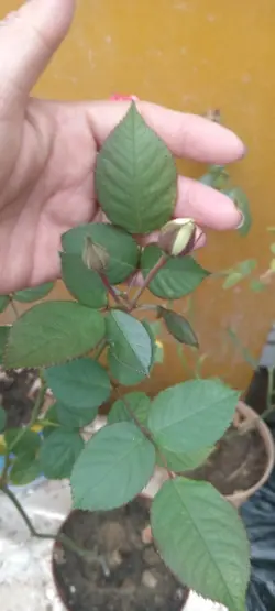 Las rosas de mjardín