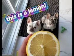 Lemon