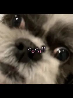 dog edit coco