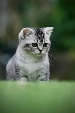 kucing galaw