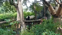 panda