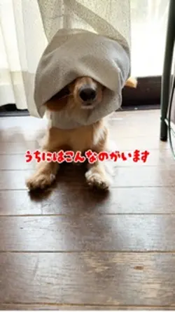 うちにはこんなのがいますっ！