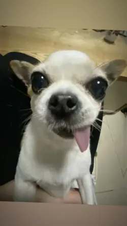 2 ảnh nhạc cute