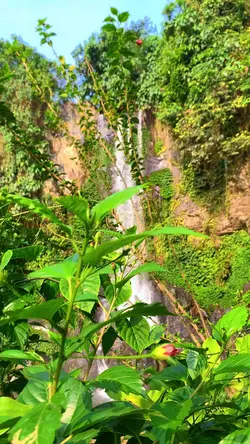 🍃