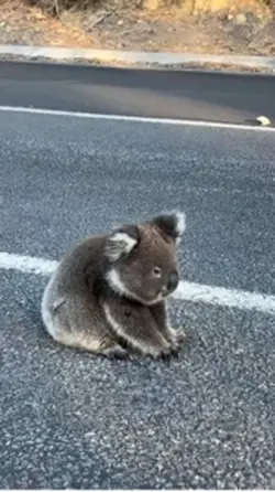 Koala vlog