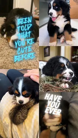 My Cute Pet