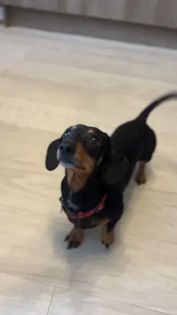Where is my treats?