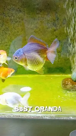  UNDER WATER 