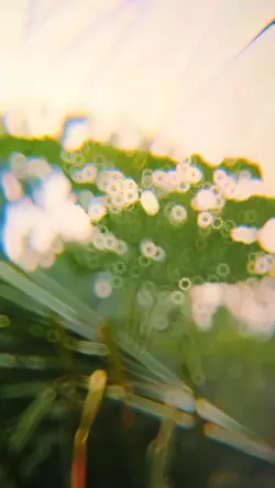 Nature Sounds