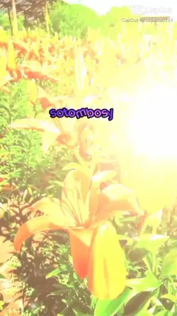 រោងការគ្មានកូនកំលោះ