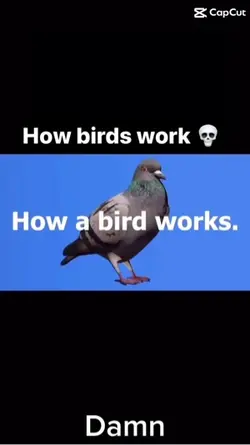 Pigeons ad spyng us?