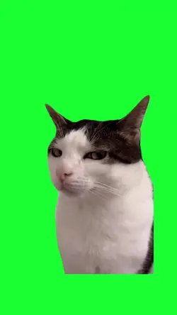 suspicious cat