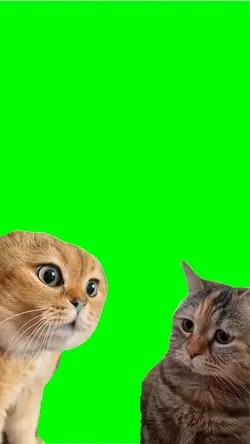 Cat conversation 