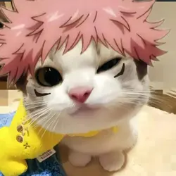 Dreamcore cat funk