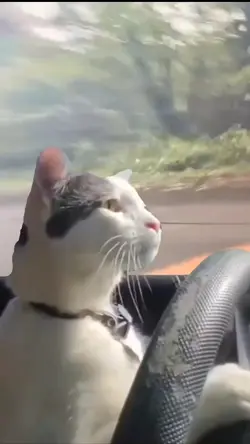 drive cat 