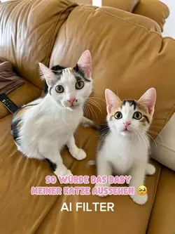 Baby Katze