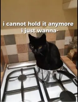 i love black cats 