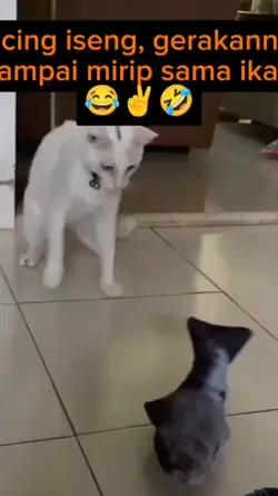 Kucing meniru ikan
