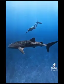 Fish of THE sea🐟🦈