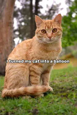 balloon cat 