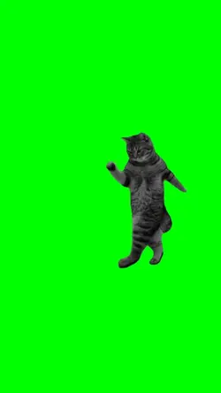 dance cat trend 