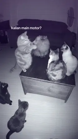 TREND KUCING NGOBROL