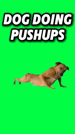 DOG DOING PUSHUPS