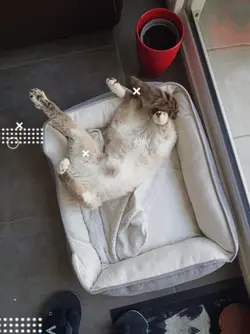 chat 
