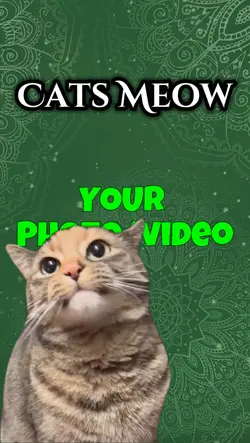 Cute Cat Meow