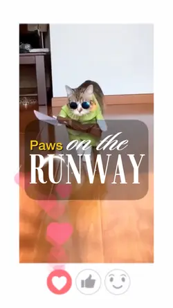 Paws Runway